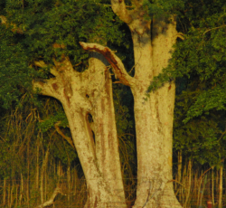 Oak-trees in old Georgia